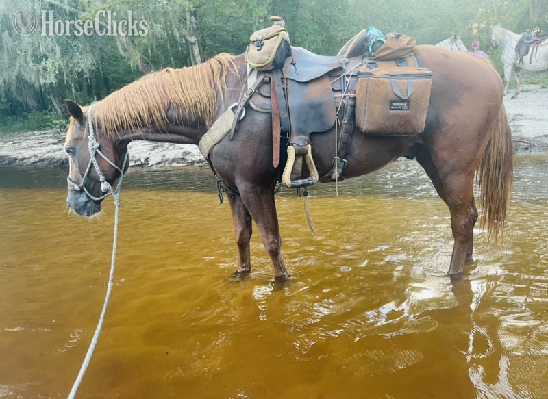 "Raven " Sorrel Gelding Quarter Horse in South Carolina