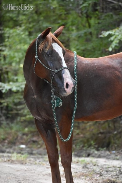 "Raven " Sorrel Gelding Quarter Horse