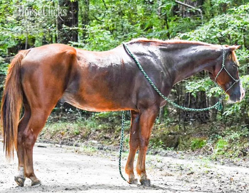 South Carolina "Raven " Sorrel Gelding Quarter Horse