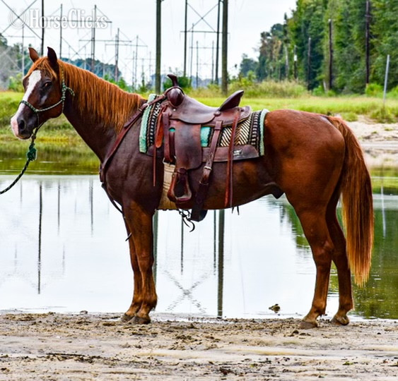 "Raven " Sorrel Gelding Quarter Horse - Quarter Horse in South Carolina
