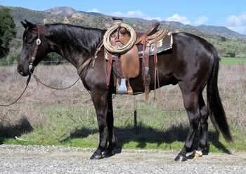"MALONES LAST KID" Black Gelding Quarter Horse