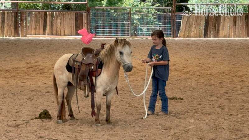 "Happy" Buckskin Mare Pony