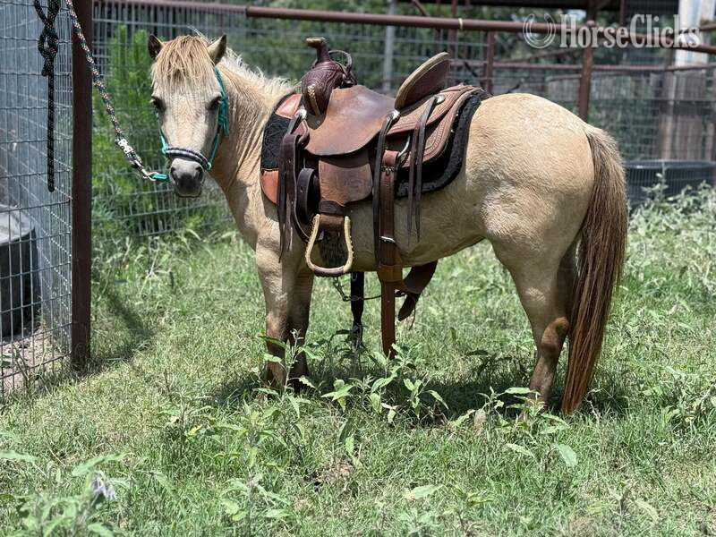 "Happy" Buckskin Mare Pony - Pony in Texas