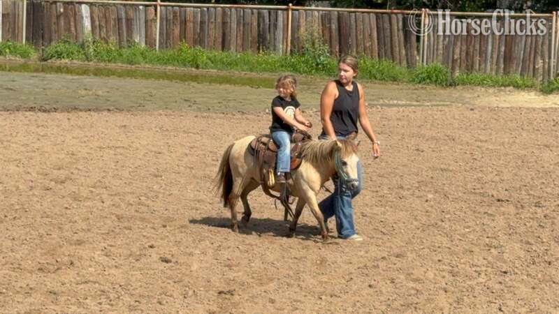 Pony - "Happy" Buckskin Mare Pony in Texas