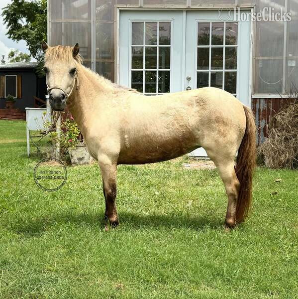 Pony - "Happy" Buckskin Mare Pony