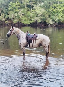 "Hunter" White Gelding Draft