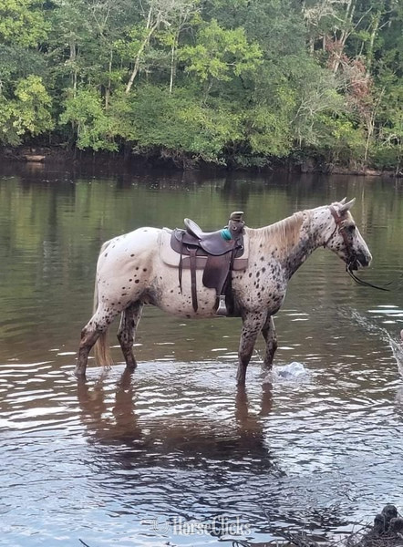 "Hunter" White Gelding Draft