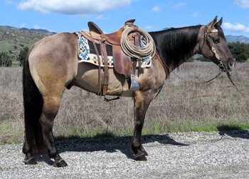 "HOLIDOC STYLE" Grulla Gelding Quarter Horse