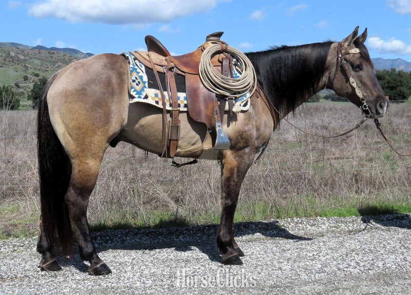 "HOLIDOC STYLE" Grulla Gelding Quarter Horse in California