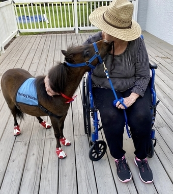 "Please call or text us at *941-548-MINI*" Pinto Gelding American Miniature