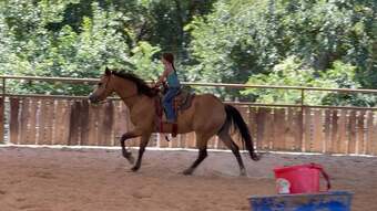 "Riggin" Buckskin Gelding Quarter Horse