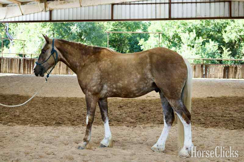 "Pearl Snap" Chocolate Gelding Gypsy Vanner in Texas