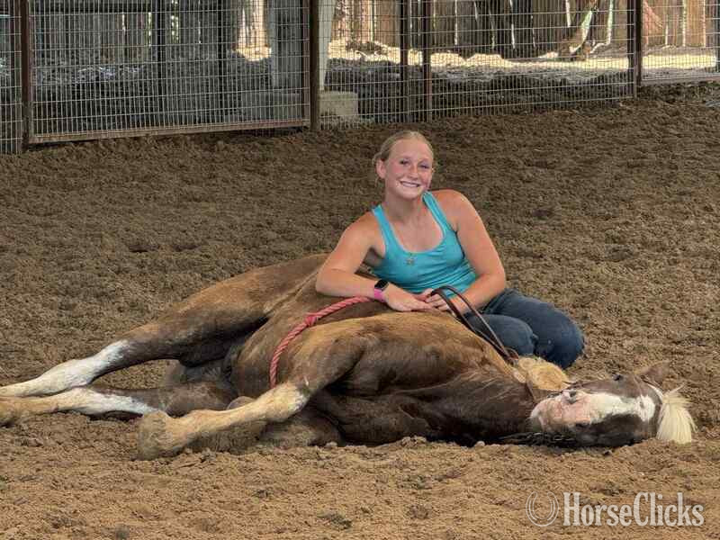 "Pearl Snap" Chocolate Gelding Gypsy Vanner - Gypsy Vanner