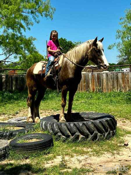 Gypsy Vanner - "Pearl Snap" Chocolate Gelding Gypsy Vanner in Texas