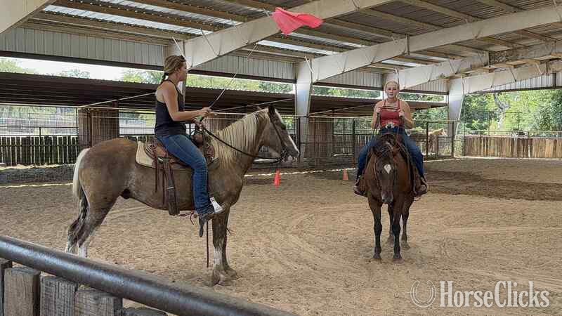 Gypsy Vanner - "Pearl Snap" Chocolate Gelding Gypsy Vanner