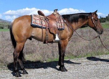 "VVS DOCS PLAYGUN" Dun Gelding Quarter Horse