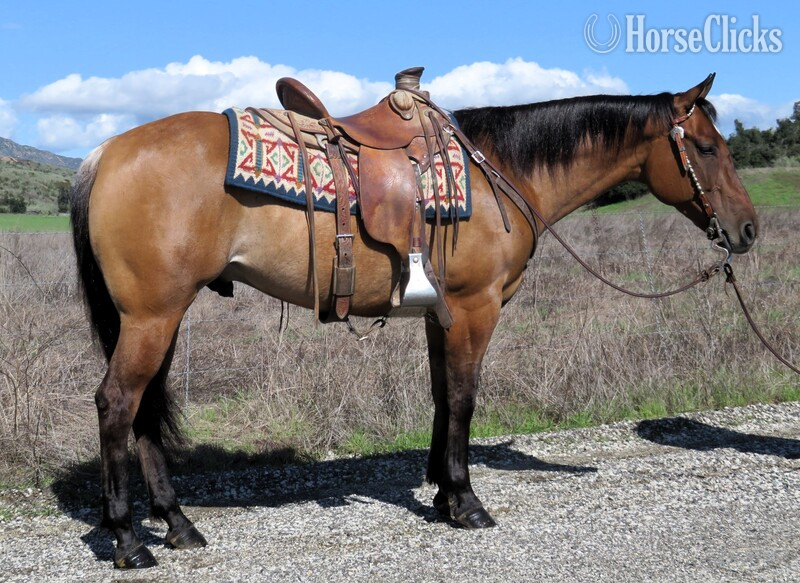 "VVS DOCS PLAYGUN" Dun Gelding Quarter Horse in California