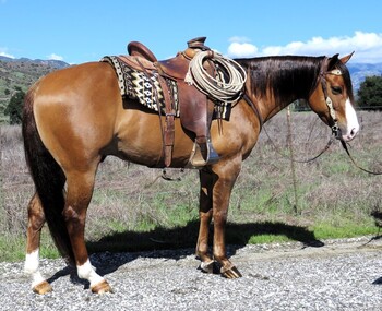 "BR UNO IM BAD" Red Dun Gelding Quarter Horse