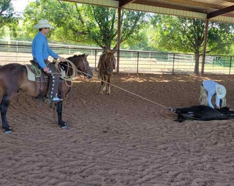 "Spartan" Bay Gelding Quarter Pony