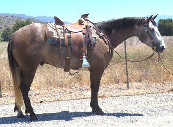 "DS BADLANDS CHAINS" Grey Gelding Quarter Horse