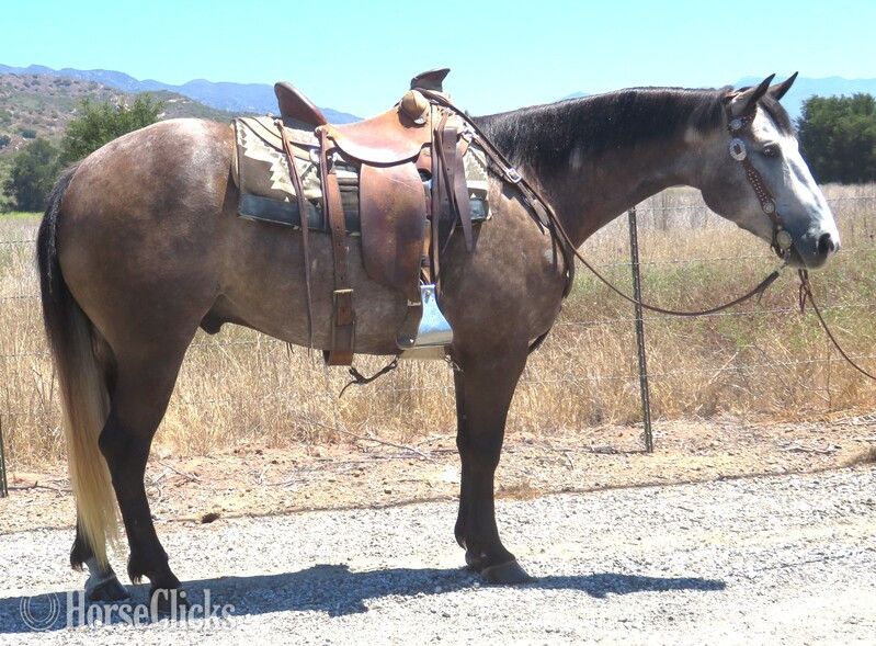 "DS BADLANDS CHAINS" Grey Gelding Quarter Horse in California