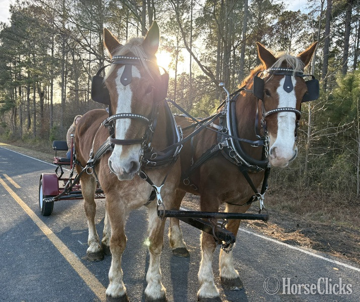 "Belgian" Sorrel Mare Belgian in North Carolina