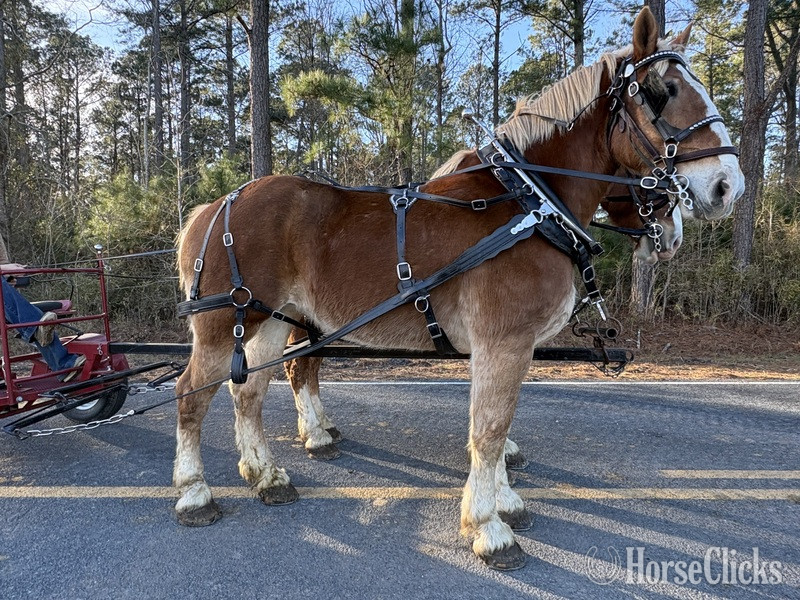 "Belgian" Sorrel Mare Belgian