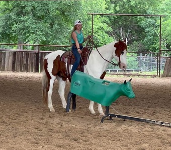 "Nix" Sorrel Gelding Paint
