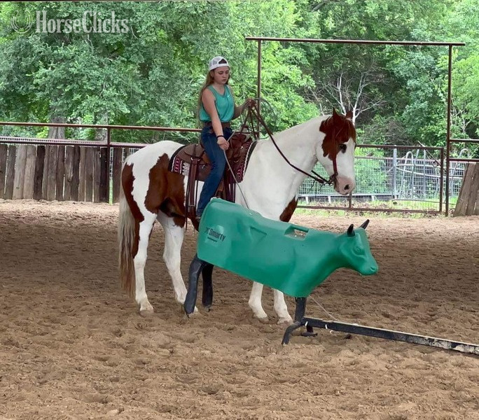 "Nix" Sorrel Gelding Paint in Texas
