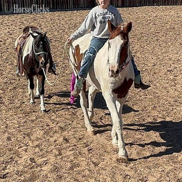 "Nix" Sorrel Gelding Paint