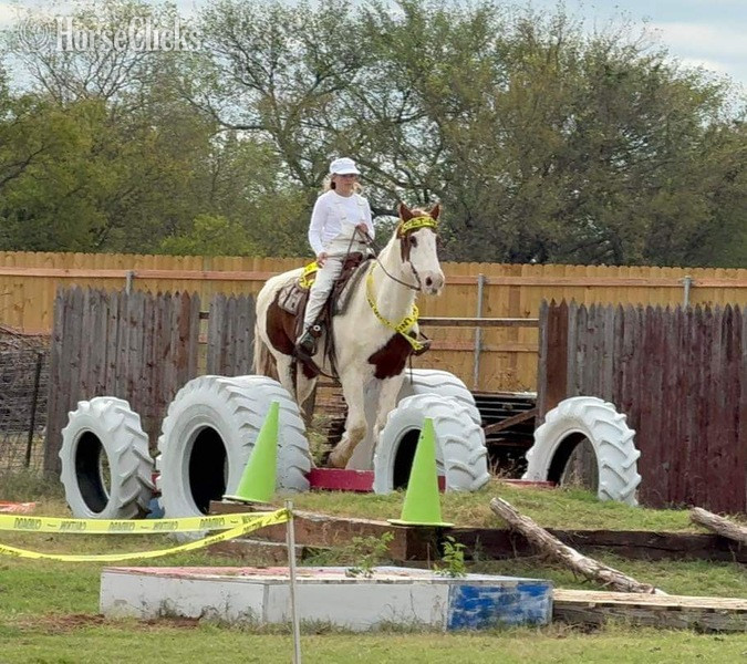 "Nix" Sorrel Gelding Paint - Paint