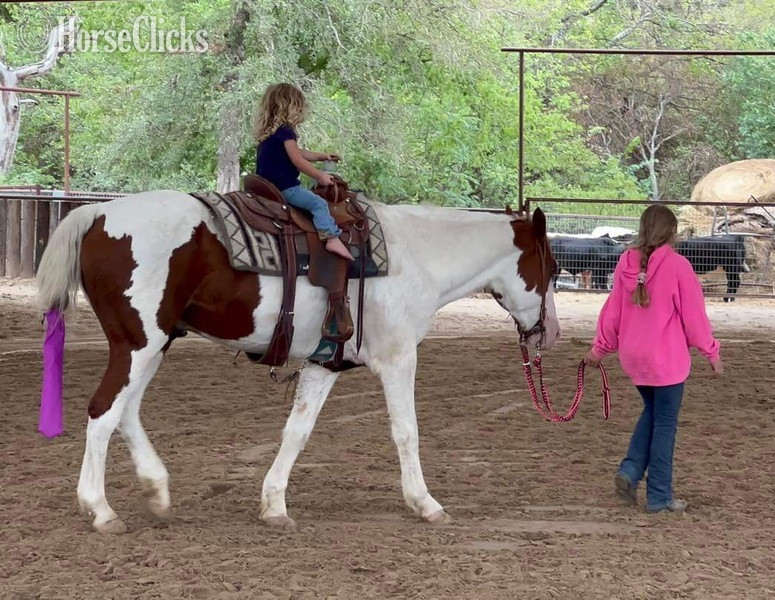 "Nix" Sorrel Gelding Paint Texas