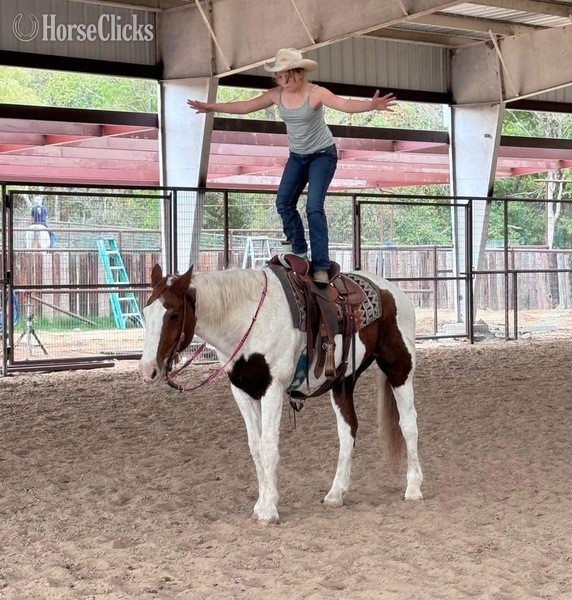 Paint - "Nix" Sorrel Gelding Paint in Texas
