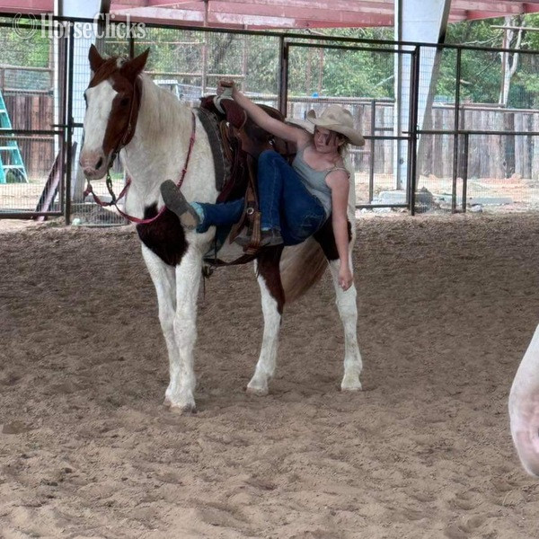 Paint - "Nix" Sorrel Gelding Paint