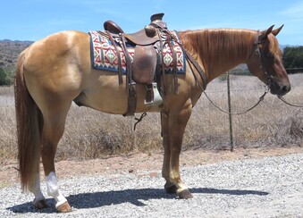 "DOC COWBOY DUN" Red Dun Gelding Quarter Horse
