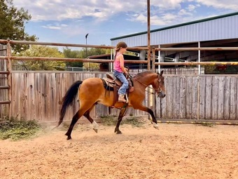 "Archie" Bay Gelding Hackney