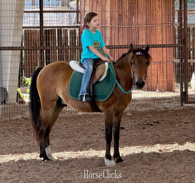 "Archie" Bay Gelding Hackney