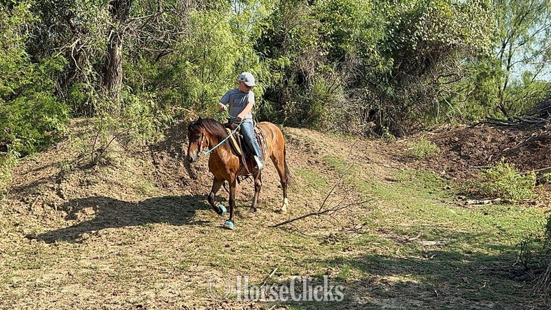 Texas "Archie" Bay Gelding Hackney