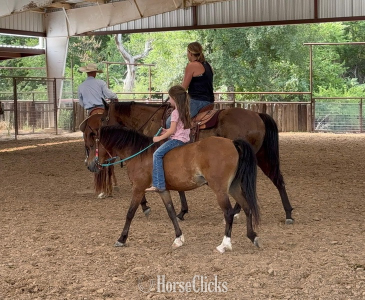 "Archie" Bay Gelding Hackney - Hackney in Texas