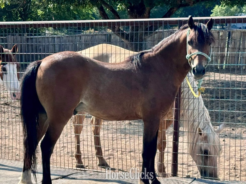 "Archie" Bay Gelding Hackney - Hackney