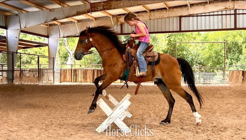 "Archie" Bay Gelding Hackney Texas