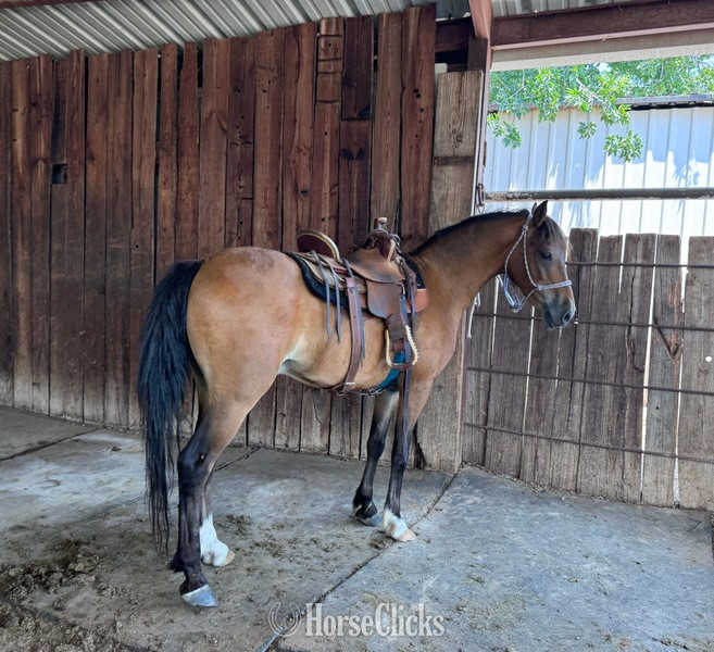 Hackney - "Archie" Bay Gelding Hackney in Texas