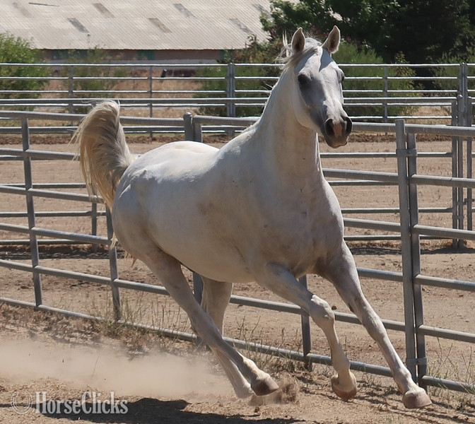 California "ALX Hairan Rahkas" Grey Gelding Arabian