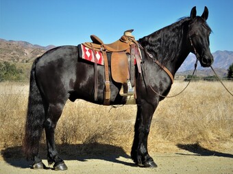 "ZORO" Black Gelding Friesian