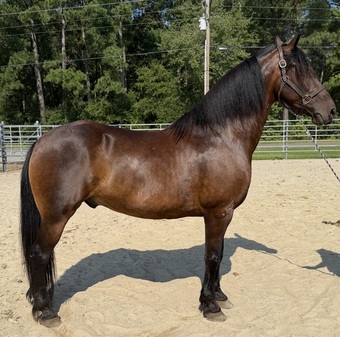 "Bay " Bay Gelding Draft