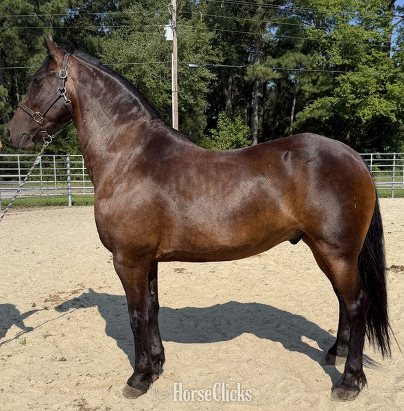 "Bay " Bay Gelding Draft