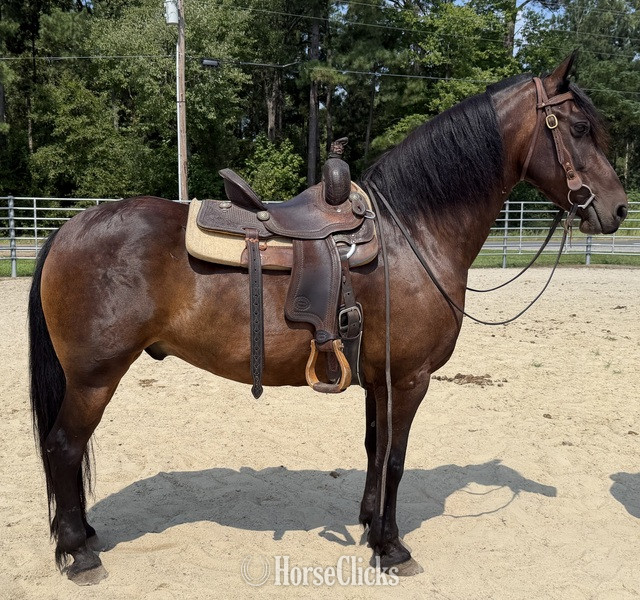 North Carolina "Bay " Bay Gelding Draft