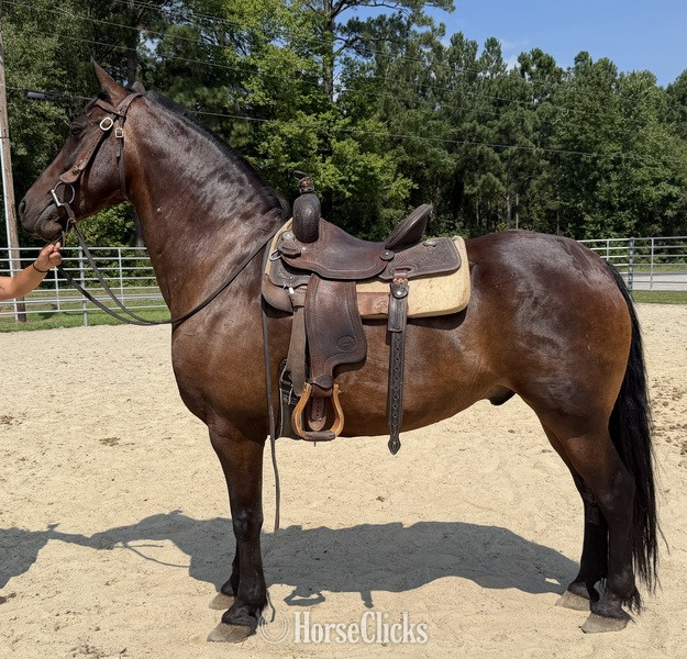 "Bay " Bay Gelding Draft - Draft in North Carolina