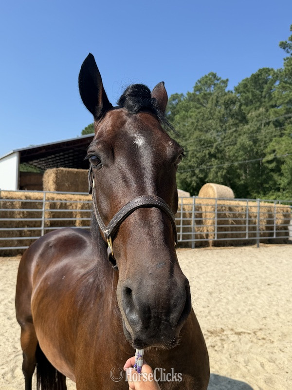 "Bay " Bay Gelding Draft - Draft