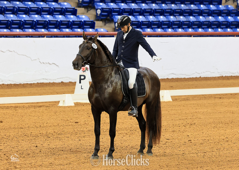 "Apostol MEX" Bay Gelding Andalusian - Andalusian